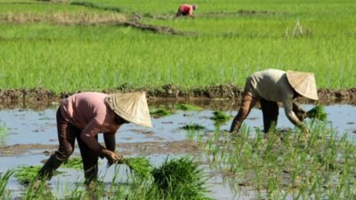 Daya Beli Petani di Maluku Utara Desember 2024 Menurun