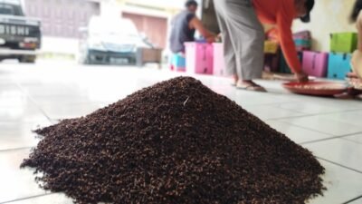 Daya Beli Petani Malut Turun, NTP Agustus 2025 Merosot ke 106,23