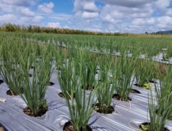 Daya Beli Petani Maluku Utara Naik, NTP Capai 107,42 pada September 2025