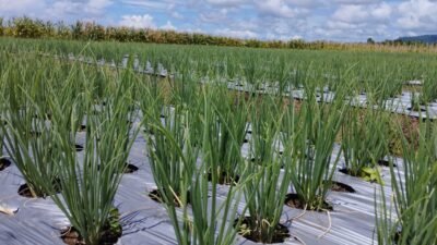 Daya Beli Petani Maluku Utara Naik, NTP Capai 107,42 pada September 2025