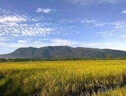 Produksi Padi Maluku Utara Turun Hampir 30 Persen, BPS: Luas Panen Menyusut Drastis