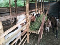 Daya Beli Peternak Maluku Utara Melemah Pada November 2025