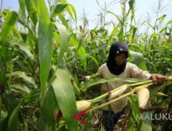 BPS Catat Kesejahteraan Petani November 2025 Turun di Malut