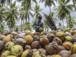 November 2025, Petani Kelapa di Maluku Utara Kian Terpuruk