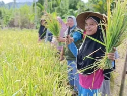 Halmahera Tengah Menanti Peran Provinsi Benahi Ekosistem Hilir Padi