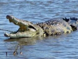 Pria Tidore Hilang Saat Jubi Ikan, Diduga Diterkam