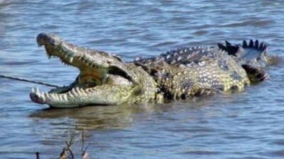 Pria Tidore Hilang Saat Jubi Ikan, Diduga Diterkam