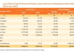 Luas Panen Padi Maluku Utara 2025 Anjlok Tajam