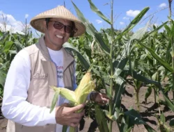 Program SMK Menanam Sukses Dukung Ketahanan Pangan Maluku Utara